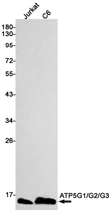 ATP5G Rabbit mAb ABZ2845