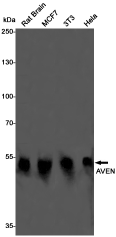 AVEN Rabbit mAb ABZ2847