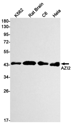AZI2/NAP1 Rabbit mAb ABZ2848