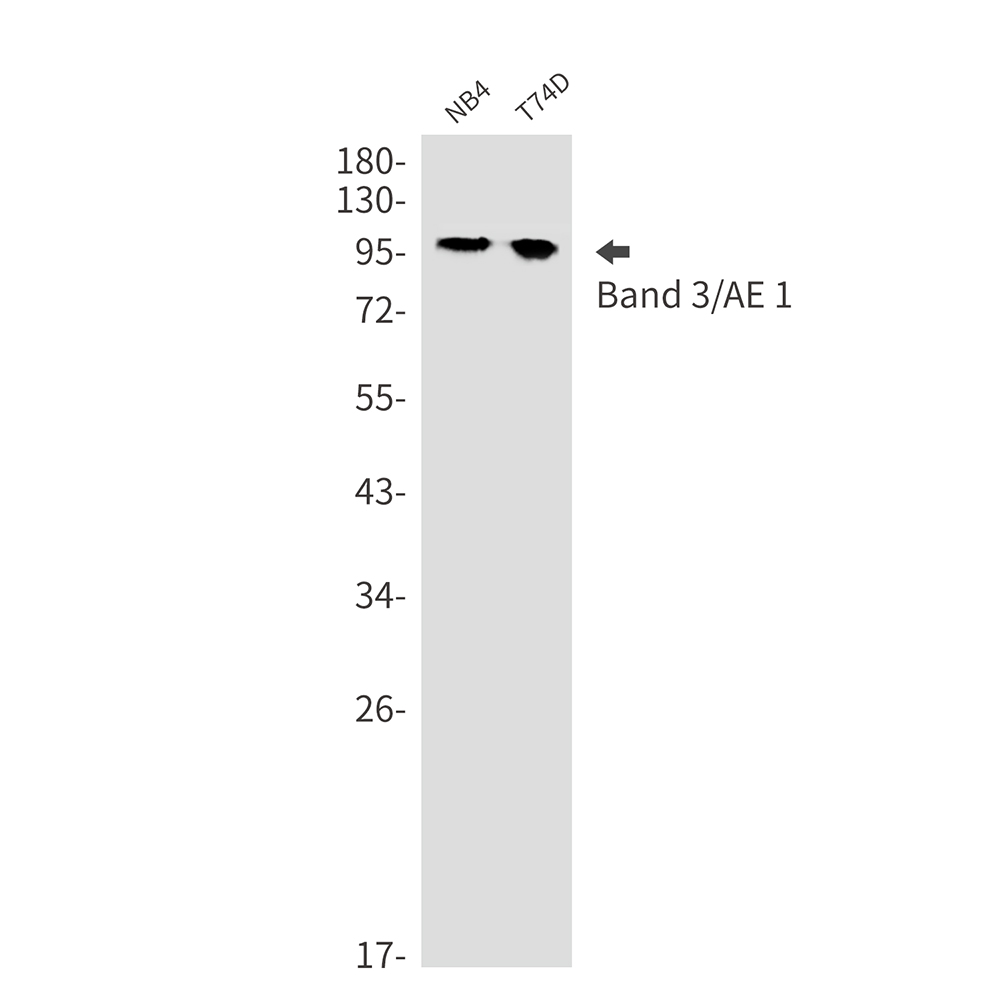 Band 3/AE 1 Rabbit mAb ABZ2849