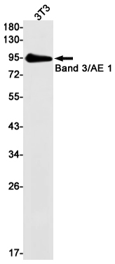 Band 3/AE 1 Rabbit mAb ABZ2849