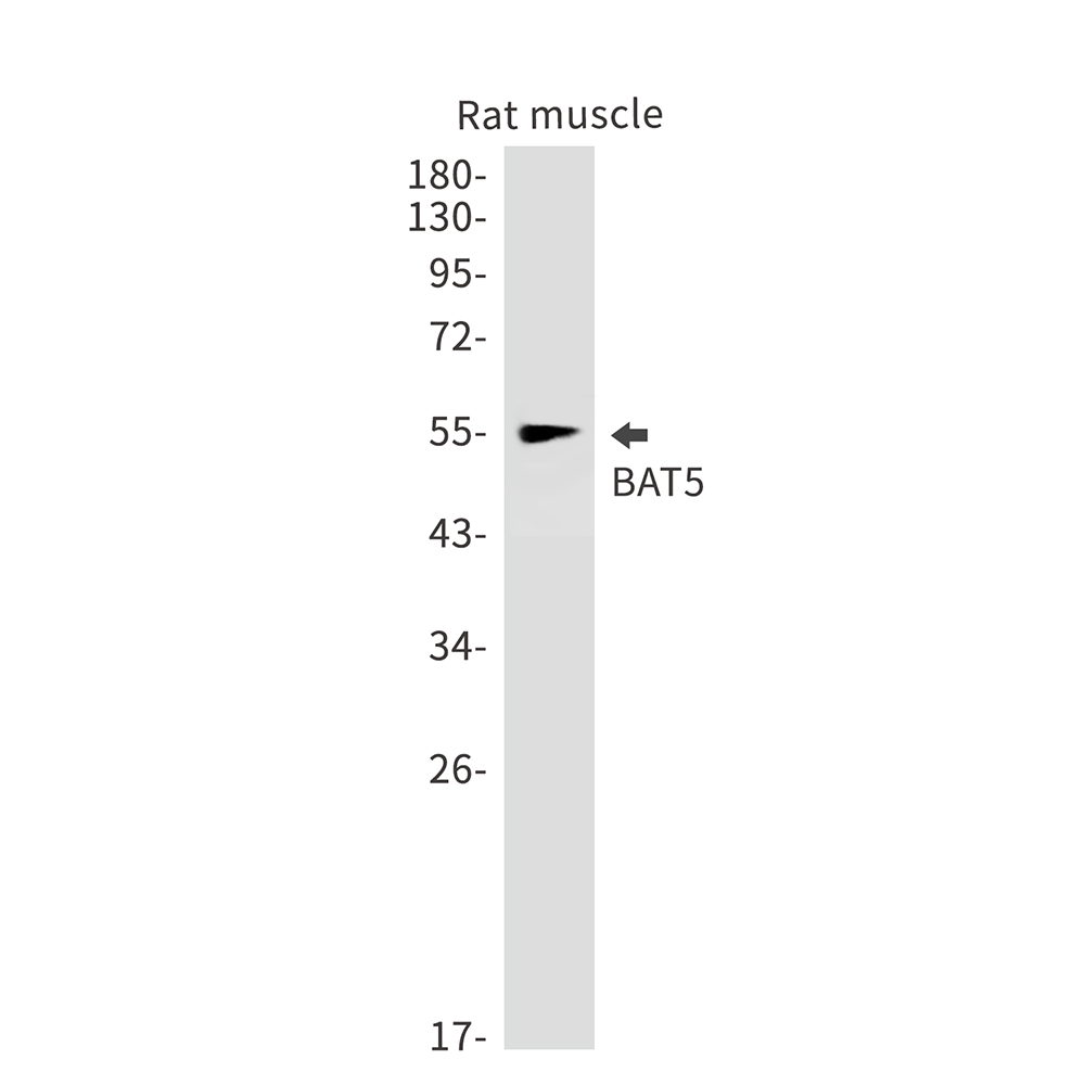 BAT5 Rabbit mAb ABZ2850