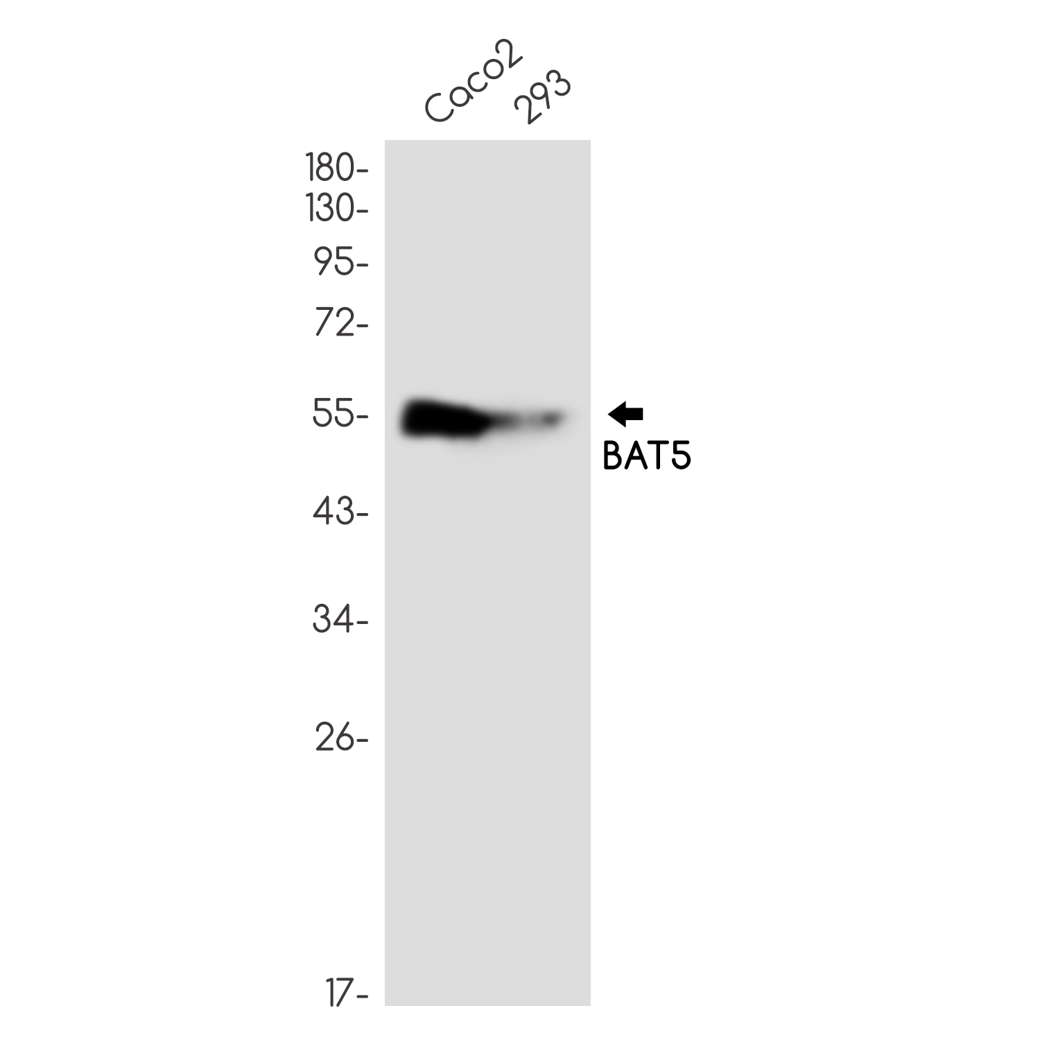 BAT5 Rabbit mAb ABZ2850
