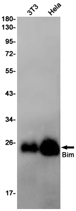 Bim Rabbit mAb ABZ2852