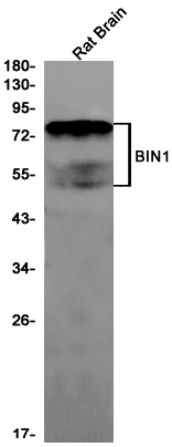 BIN1 Rabbit mAb ABZ2853