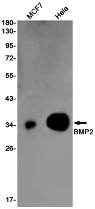 BMP2 Rabbit mAb ABZ2855