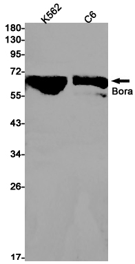 Bora Rabbit mAb ABZ2858