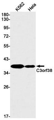 C3orf38 Rabbit mAb ABZ2859