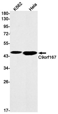 C9orf167 Rabbit mAb ABZ2861