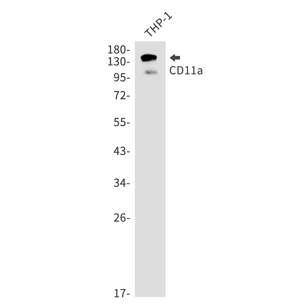 CD11a Rabbit mAb ABZ2867