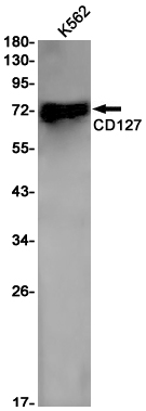 CD127 Rabbit mAb ABZ2868