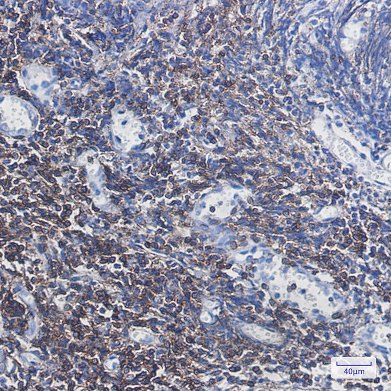 CD3G Rabbit mAb ABZ2875
