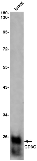 CD3G Rabbit mAb ABZ2875