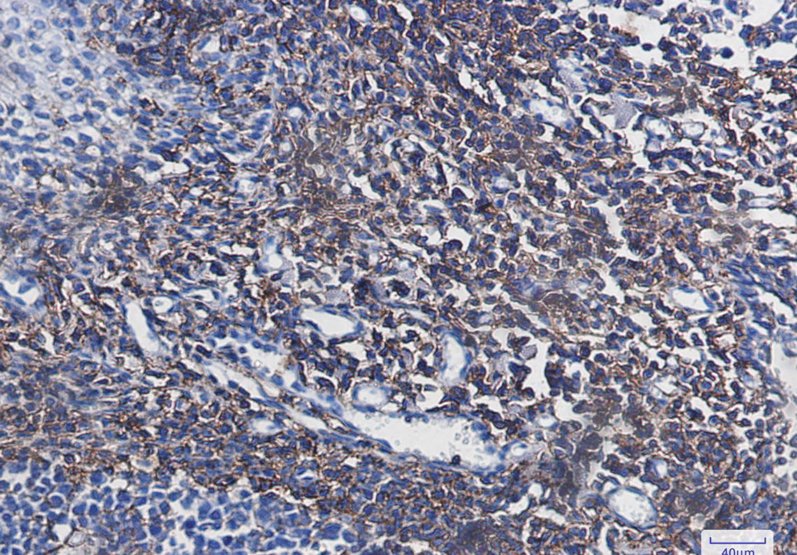 CD44 Rabbit mAb ABZ2876