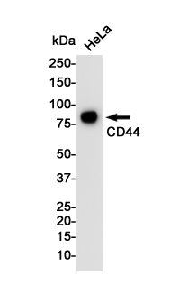 CD44 Rabbit mAb ABZ2876
