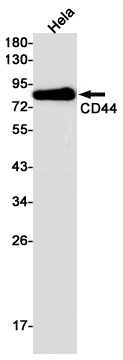 CD44 Rabbit mAb ABZ2876