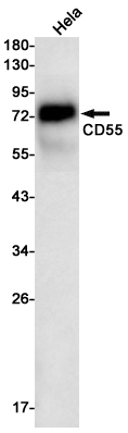CD55 Rabbit mAb ABZ2877