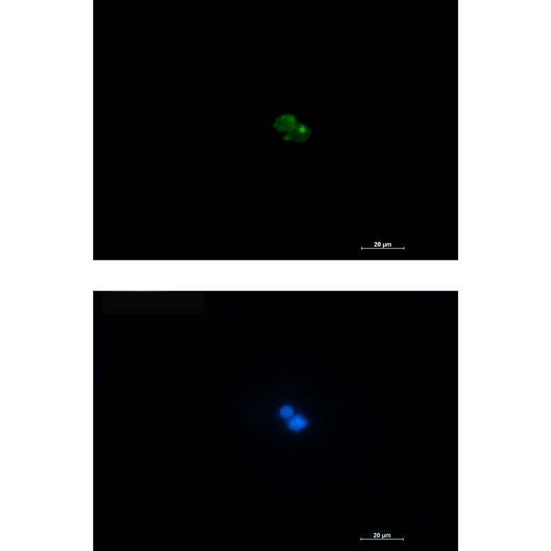 CD7 Rabbit mAb ABZ2879