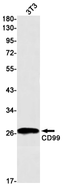 CD99 Rabbit mAb ABZ2881