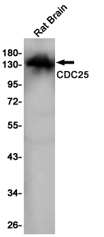 CDC25 Rabbit mAb ABZ2882