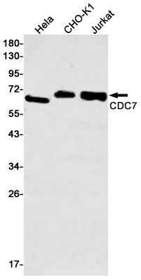 CDC7 Rabbit mAb ABZ2883