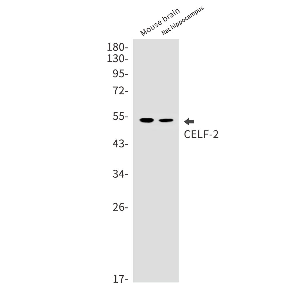 CELF2 Rabbit mAb ABZ2889