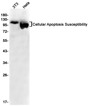 Exportin 2 Rabbit mAb ABZ2890