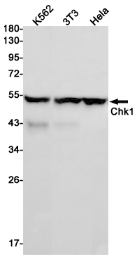 Chk1 Rabbit mAb ABZ2891