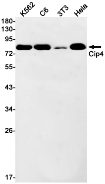 Cip4 Rabbit mAb ABZ2894