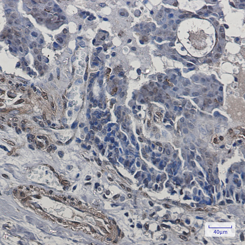 Cip4 Rabbit mAb ABZ2895