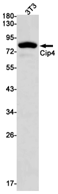 Cip4 Rabbit mAb ABZ2895