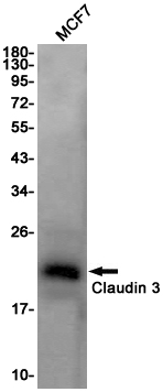 Claudin 3 Rabbit mAb ABZ2897