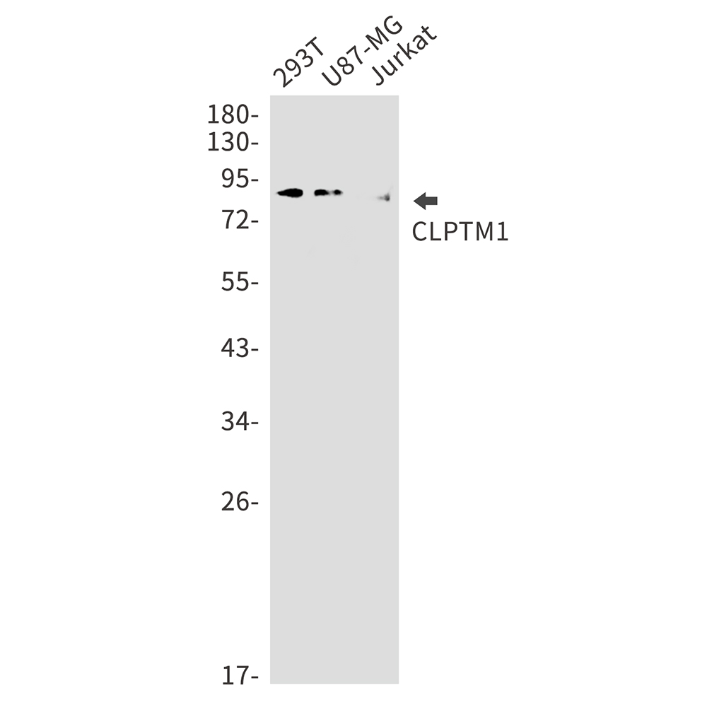 CLPTM1 Rabbit mAb ABZ2898