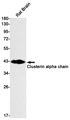 Clusterin alpha Chain Rabbit mAb ABZ2899