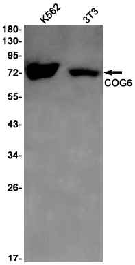 COG6 Rabbit mAb ABZ2900