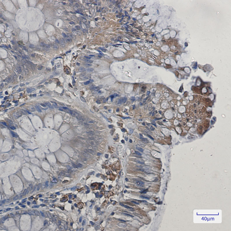 Cyclooxygenase 1 Rabbit mAb ABZ2902