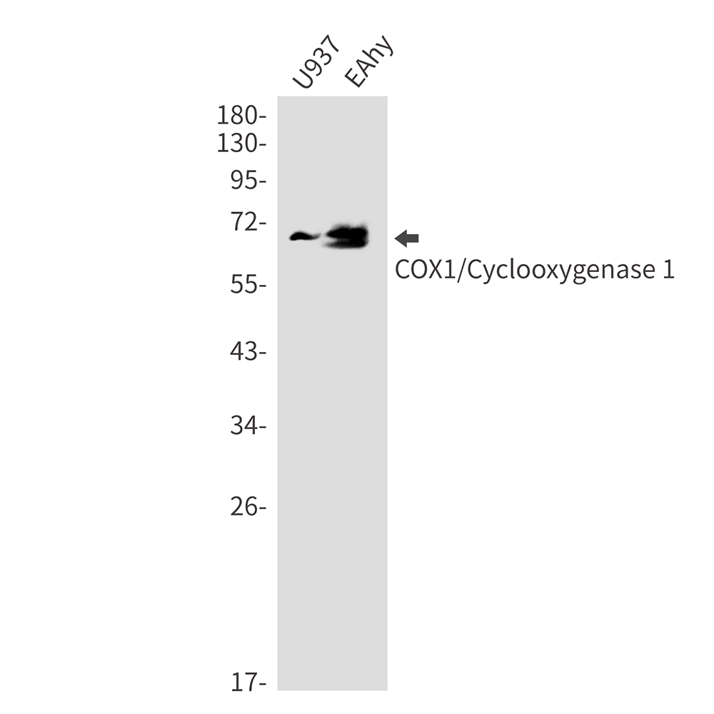 Cyclooxygenase 1 Rabbit mAb ABZ2902