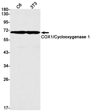 Cyclooxygenase 1 Rabbit mAb ABZ2902