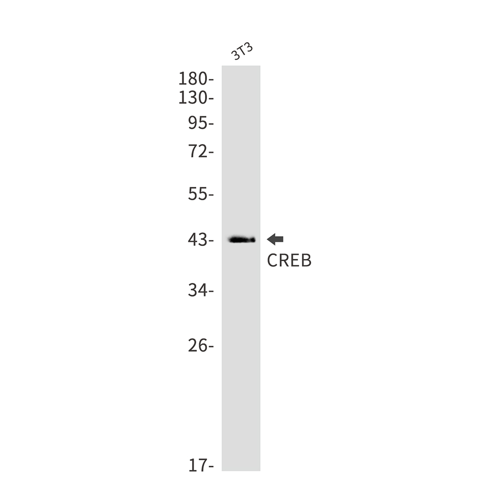 CREB Rabbit mAb ABZ2903