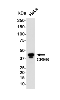 CREB Rabbit mAb ABZ2903