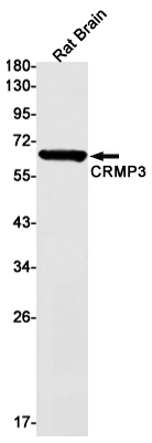 CRMP3 Rabbit mAb ABZ2905