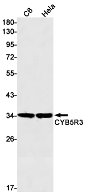 CYB5R3 Rabbit mAb ABZ2908