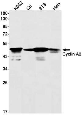 Cyclin A2 Rabbit mAb ABZ2909
