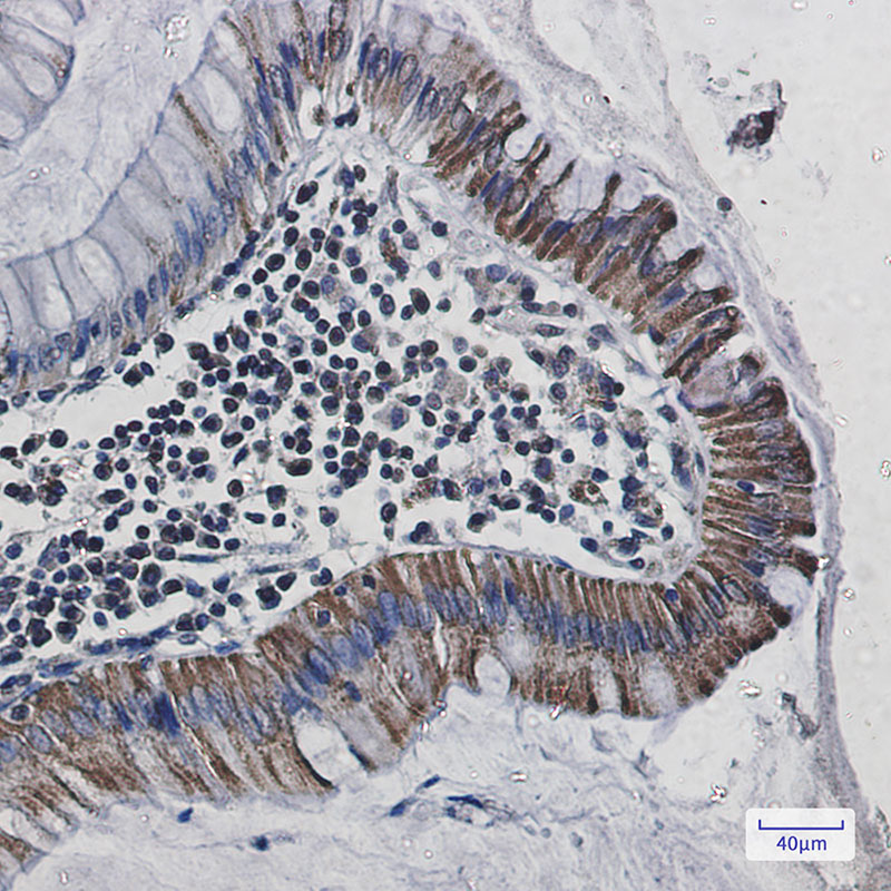 Cytochrome C Oxidase subunit VIc/COX6C Rabbit mAb ABZ2912