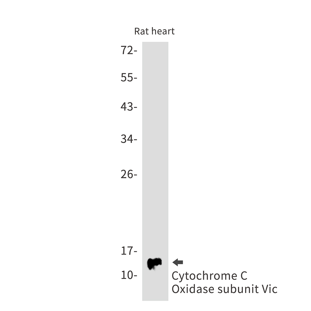 Cytochrome C Oxidase subunit VIc/COX6C Rabbit mAb ABZ2912
