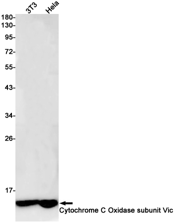 Cytochrome C Oxidase subunit VIc/COX6C Rabbit mAb ABZ2912