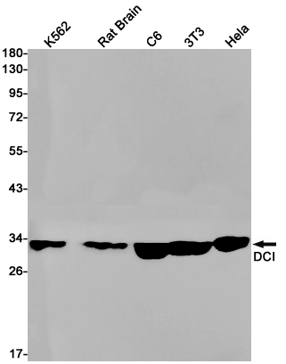 DCI Rabbit mAb ABZ2918