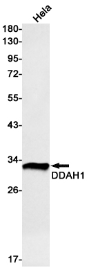 DDAH1 Rabbit mAb ABZ2919
