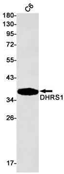 DHRS1 Rabbit mAb ABZ2924