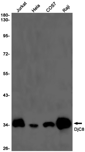 DjC8 Rabbit mAb ABZ2926